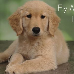 Meet your Posher, Thomas